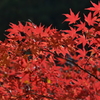 秋の紅葉　其の参