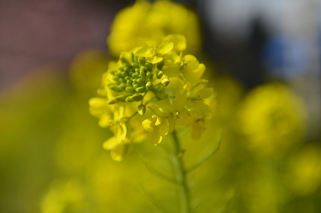 菜の花
