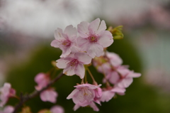 河津桜　その３