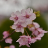 河津桜　その３