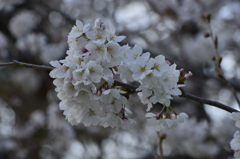 染井吉野 in 蘆花公園