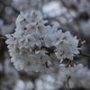 染井吉野 in 蘆花公園