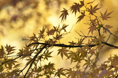 秋の紅葉 其の弐