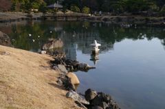 芝離宮恩師庭園