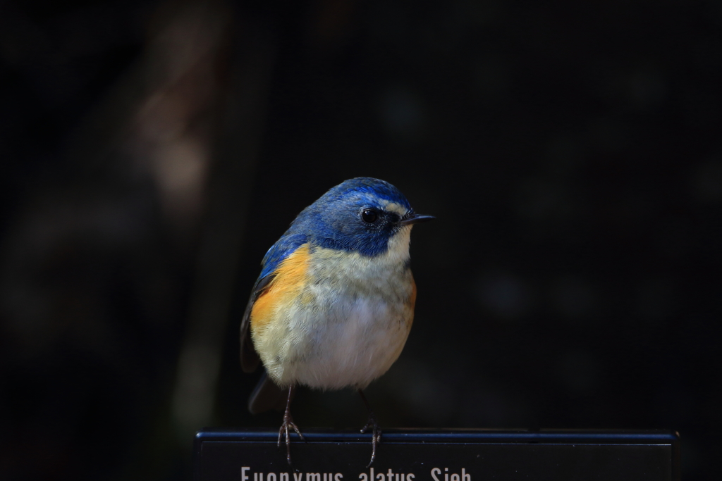 ルリビタキ25