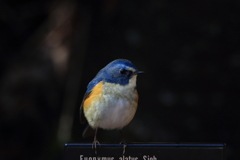 ルリビタキ25 ルリビタキ25