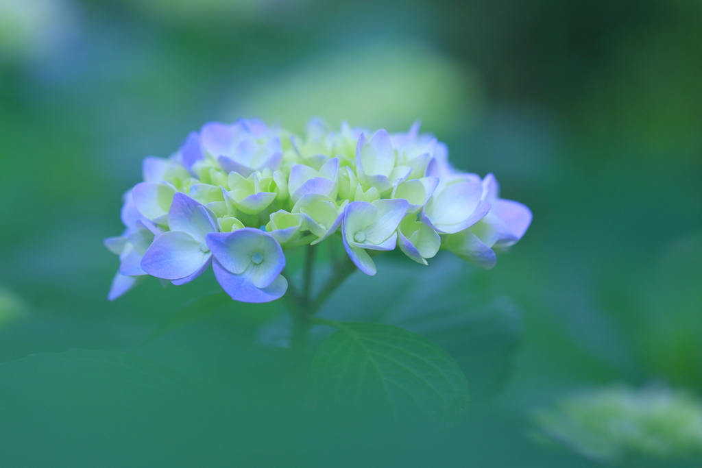紫陽花