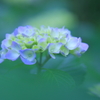 紫陽花