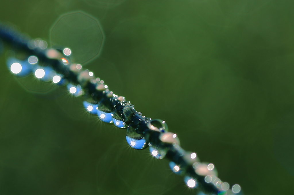 きらめく朝露1