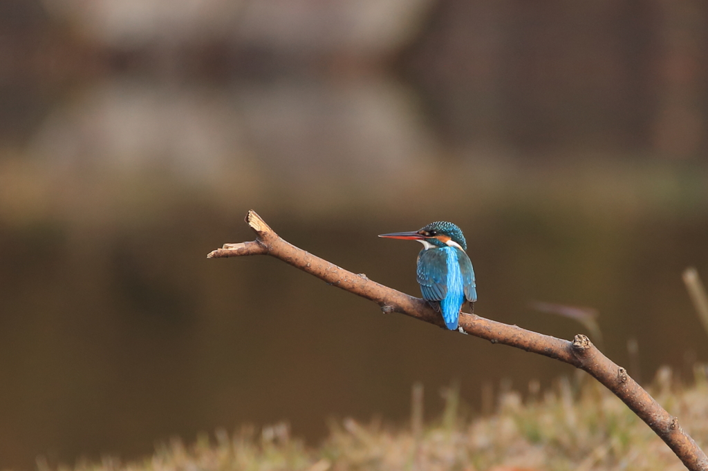 池のカワちゃん