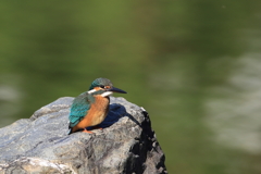 公園のカワちゃん