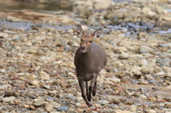 シカ突進