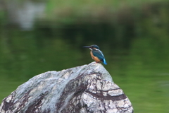 池のカワちゃん