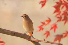 ジョビ子の紅葉狩り