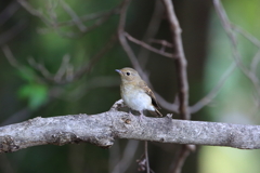 キビタキ幼鳥3