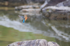 公園のカワちゃん11