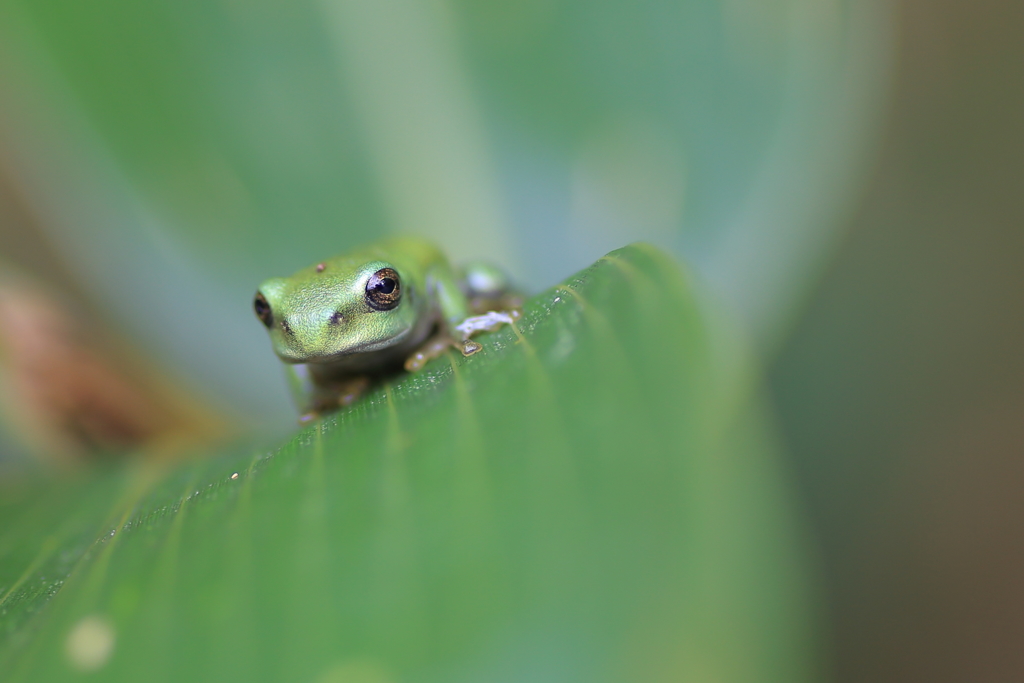 カエルの子1