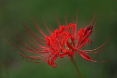 彼岸花3