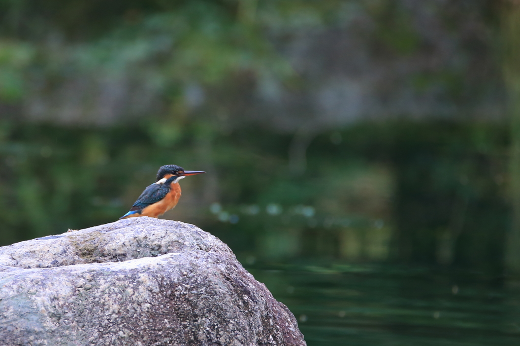 公園のカワちゃん5