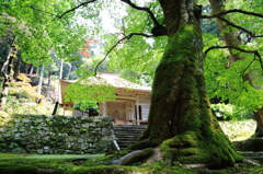 山寺の古木