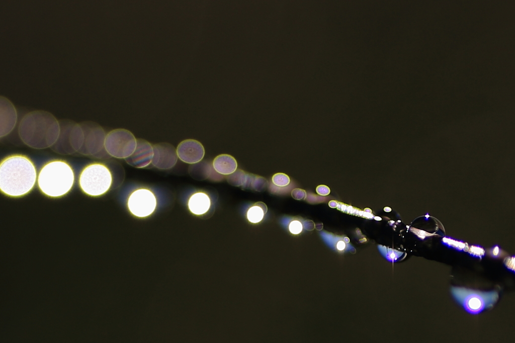 きらめく朝露3