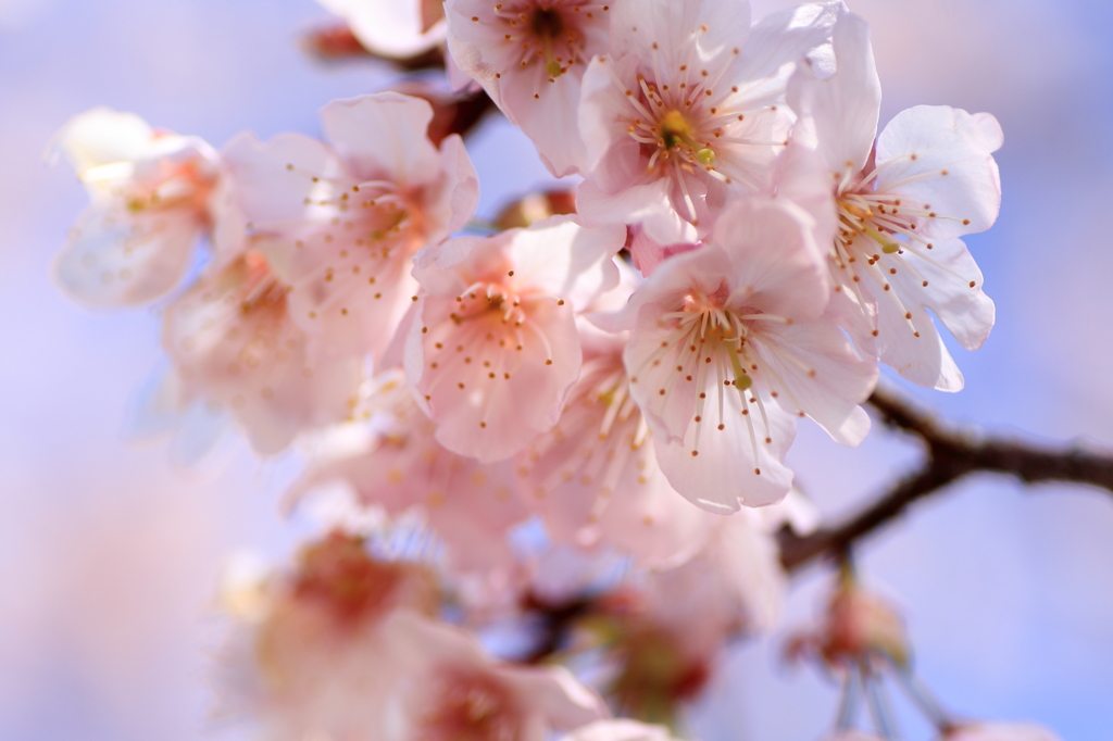 彼岸桜