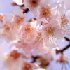 彼岸桜