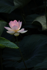 蓮6