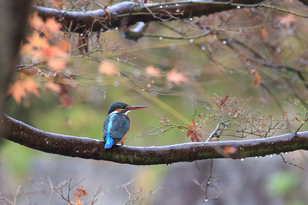 公園のカワちゃん29