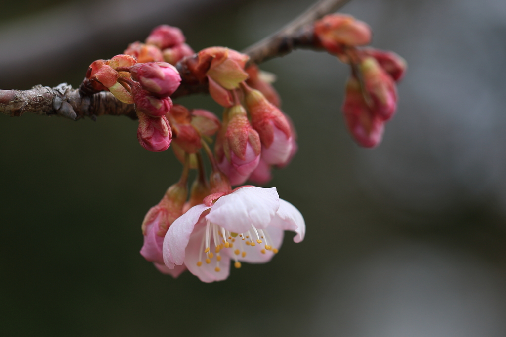 桜咲く