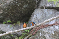 大物はもったいない