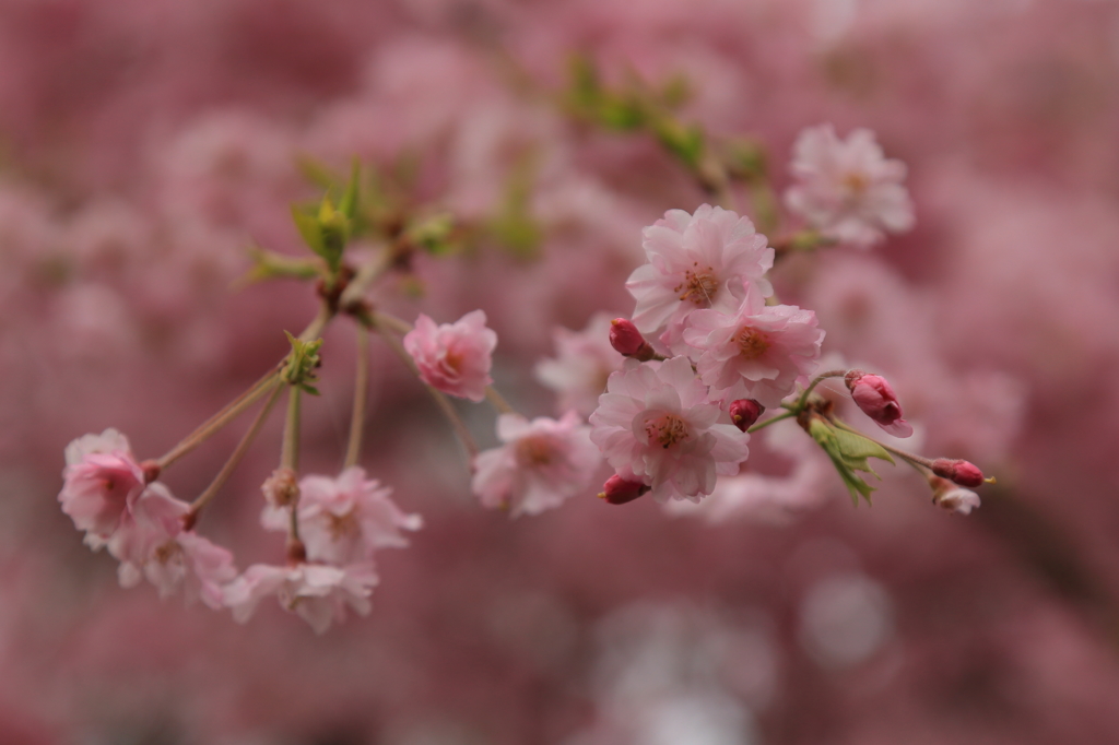 葉桜2