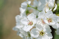 梨の花
