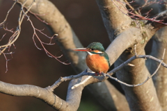 公園のカワちゃん33