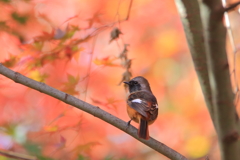 ジョビ男の紅葉狩り