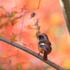 ジョビ男の紅葉狩り