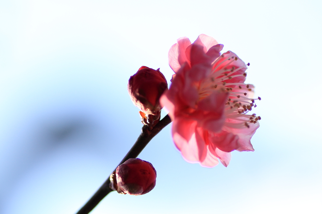 紅梅1