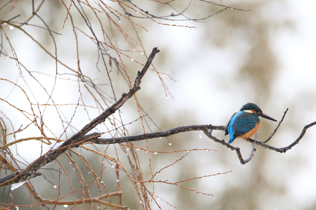 雪なしユキカワ