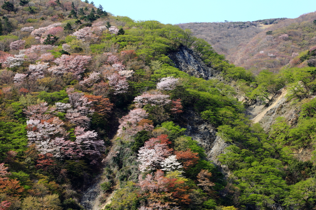 山桜