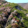 山桜