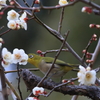 ウメジロー　白