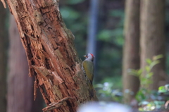 アオゲラ