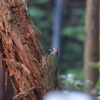 アオゲラ