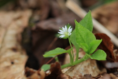 山野草2