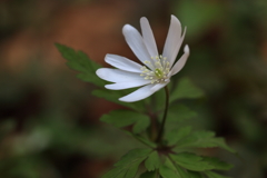 山野草5
