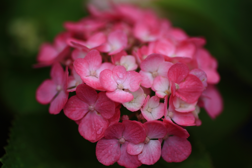 花1
