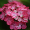 花1