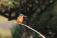 公園のカワちゃん12