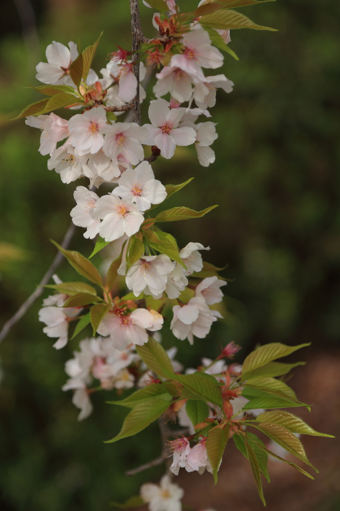 なごりの葉桜