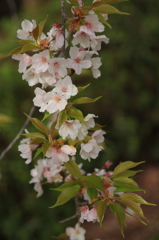 なごりの葉桜